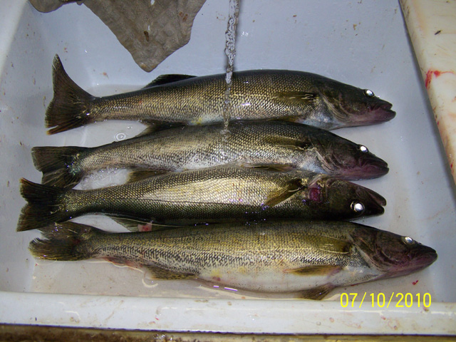 Ontario Walleye Fishing